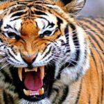 JELAS138 >> Daftar 5 Link Gacor 4D Slot Terkini serta Terpercaya Gampang Berhasil 2022